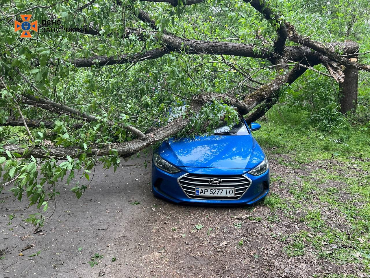 Негода в Запоріжжі: на припарковане авто впало дерево