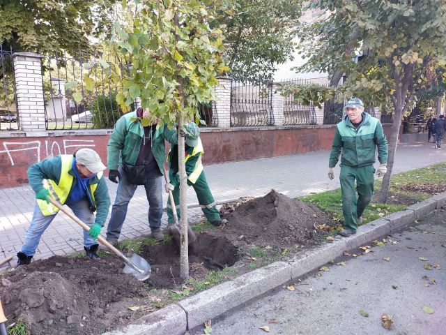 Центральний проспект Запоріжжя прикрасять липи з Івано-Франківська