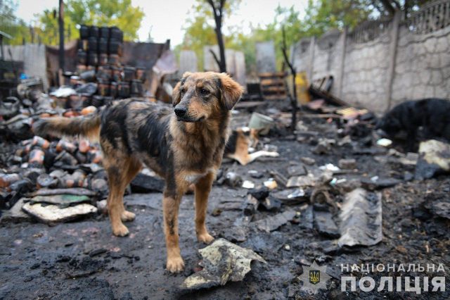 Згоріли заживо: біля Запоріжжя у притулку для тварин сталася пожежа