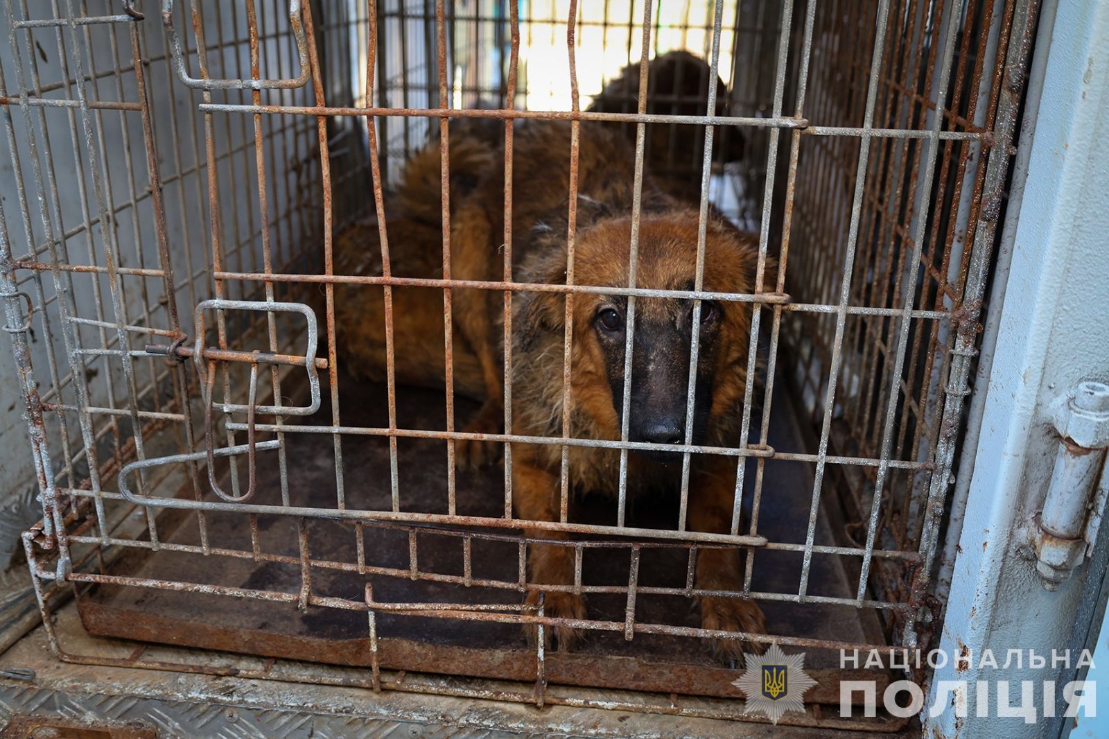 Тримав в однокімнатній квартирі 30 собак: у Запоріжжі поліцейські розслідують факт жорстокого поводження з тваринами