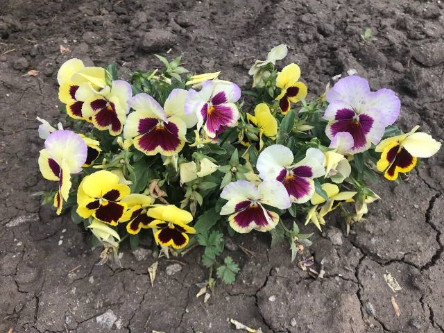Вплив циклону збережеться: запорізькі синоптики прогнозують нестійку погоду