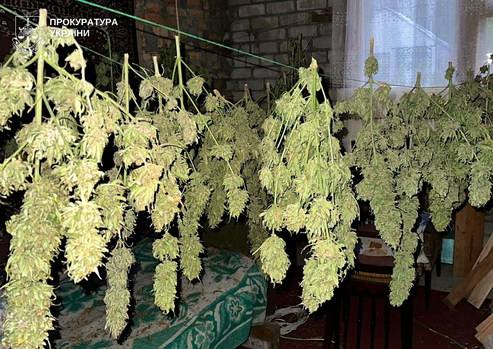 У Запоріжжі викрито злочинне угруповання, яке налагодило збут канабісу