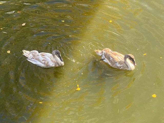 Приїхали з Дніпра: у головному парку Запоріжжя з'явилися нові красиві мешканці