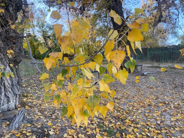 Буде теплою та комфортною: запорізькі синоптики спрогнозували погоду на початку листопада