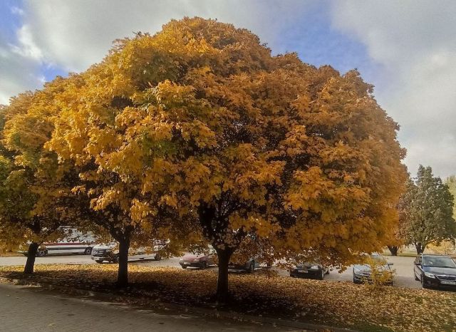 Без дощу: у Запоріжжі на вихідних буде комфортна погода