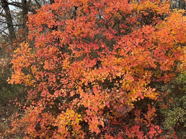 Очікуються тумани: у Запорізькій області на вихідних ще утримається лагідна осіння погода без опадів