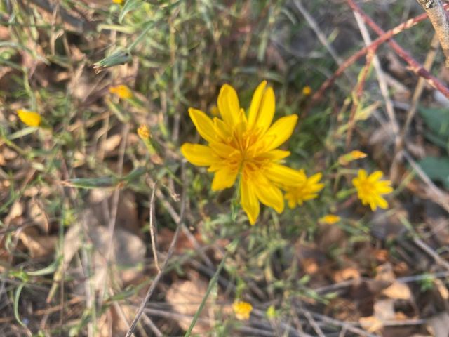Буде відносно тепло та туманно: погода останніх днів осені порадує запоріжців