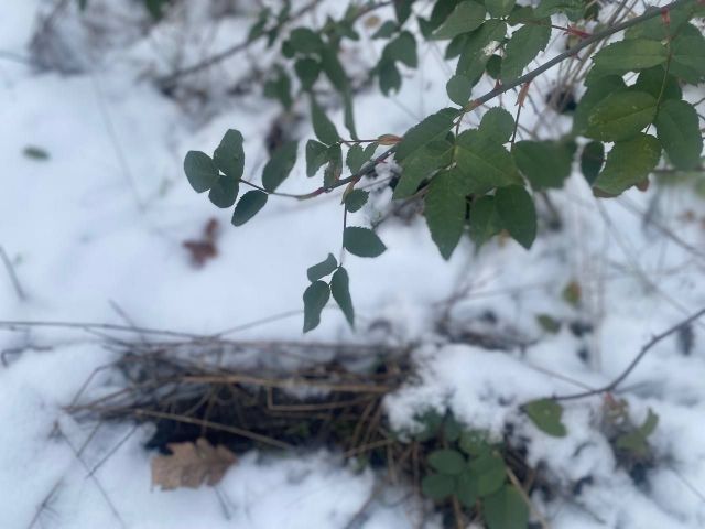 Новорічна казка закінчиться: запорізькі синоптики прогнозують дощі і мокрий сніг