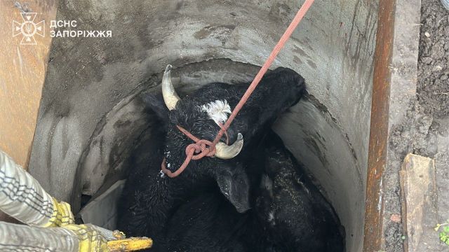 Дістали корову з колодязя: запорізькі надзвичайники врятували необережну тварину