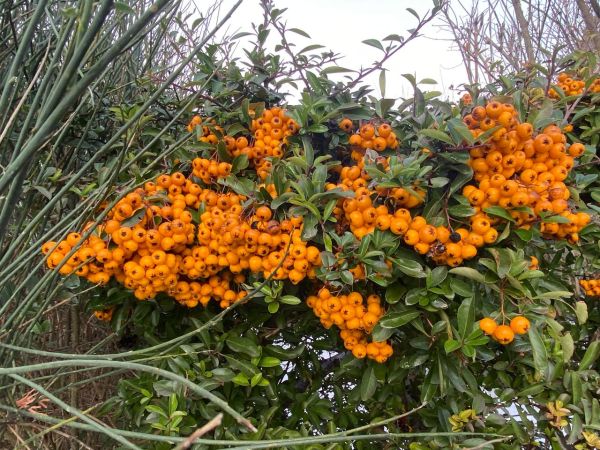 Дискомфорту добавить рвучкий вітер:  у Запорізькій області черговий  південний циклон  зумовить ускладнення погоди