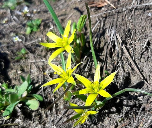 Тепла і комфортна: запорізькі синоптики спрогнозували погоду на найближчі дні
