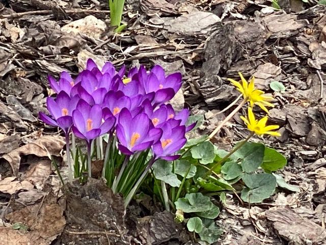 Комфортна для прогулянок: на вихідні дні запорізькі синоптики прогнозують гарну погоду