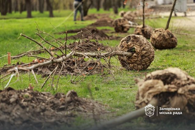 Висадили дубки: у центральному парку Запоріжжя з'явилася нова алея