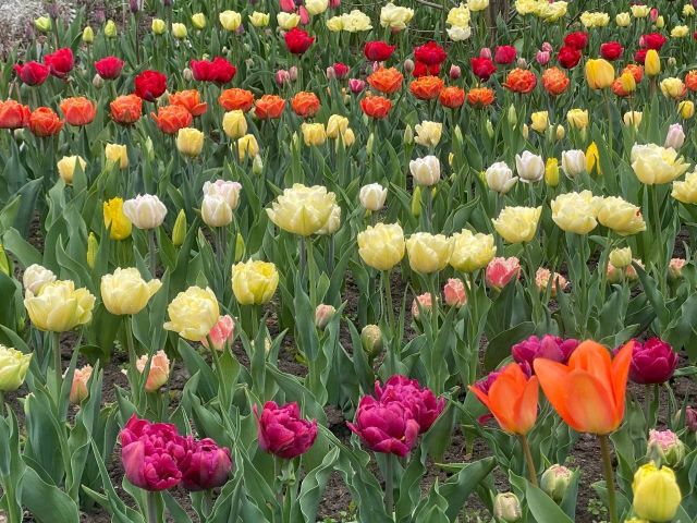 Неймовірна різнокольорова краса: у запорізькому ботсаду квітнуть магнолії, сакура, тюльпани і гіацинти