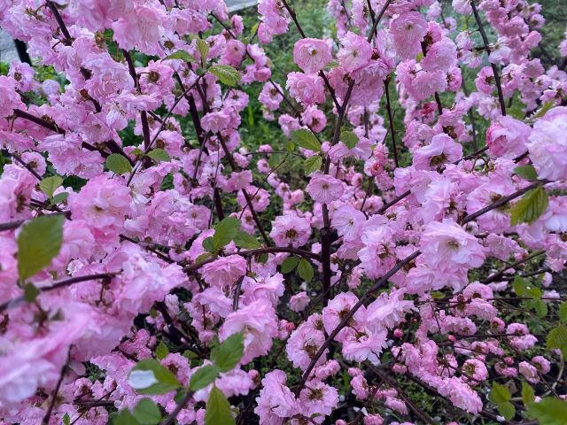 Вночі заморозки, вдень тепло: запорізькі синоптики спрогнозували погоду на найближчі дні