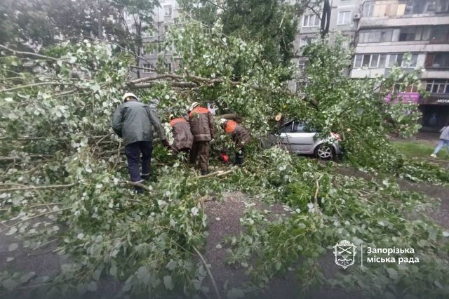 Валив дерева: у Запоріжжі буревій наробив біди
