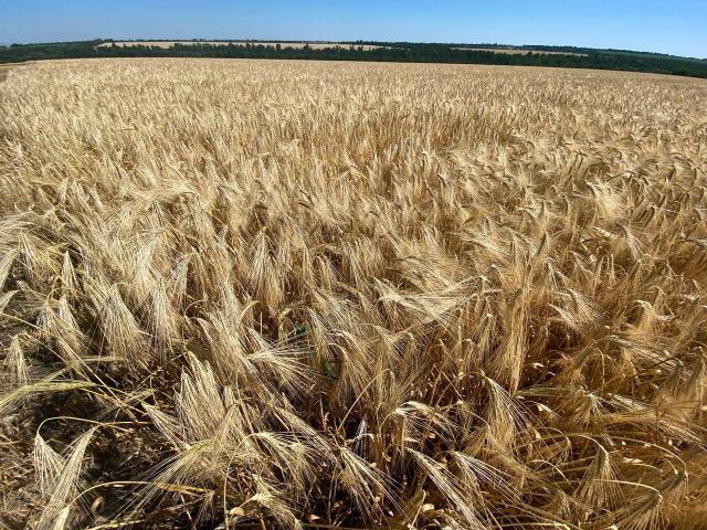 «До обстрілів за чотири роки вже звикли»: у Запорізькому районі аграрії розпочали збір зернових